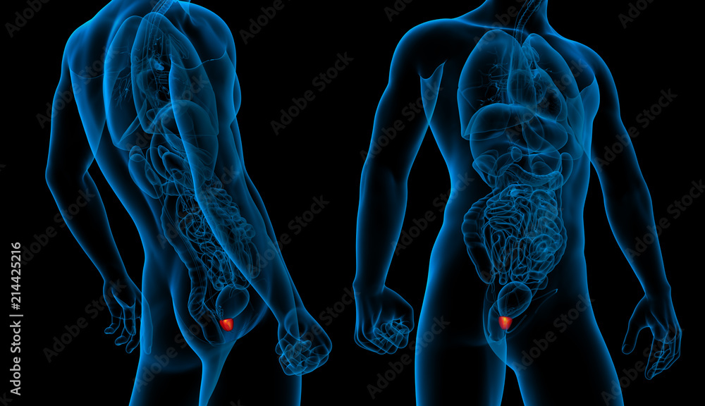 3d rendering illustration of the prostate gland